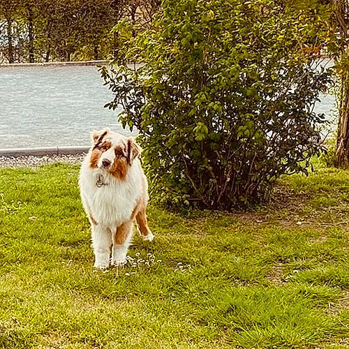 Portman a rejoint le concours — aidez-le/la à gagner de superbes lots ! carnivore, companion_dog, dog, dog_breed, fawn, fur, grass, gun_dog, herding_dog, lake, landscape, lawn, plant, sporting_group, sunlight, tail, toy_dog, tree, water, working_animal