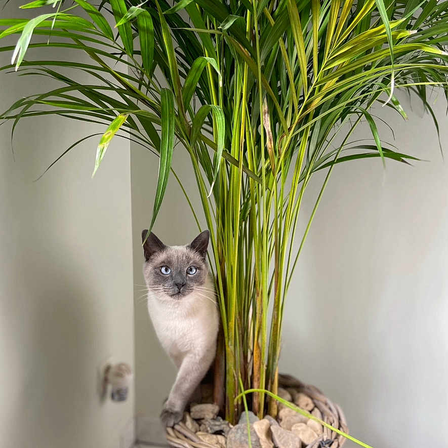 Taïko a rejoint le concours — aidez-le/la à gagner de superbes lots ! animal, bamboo, basket, cat, flower, indoors, interiordesign, jar, kitten, palmtree, pet, plant, planter, pottedplant, pottery, siamese, tree, vase, window, windowsill