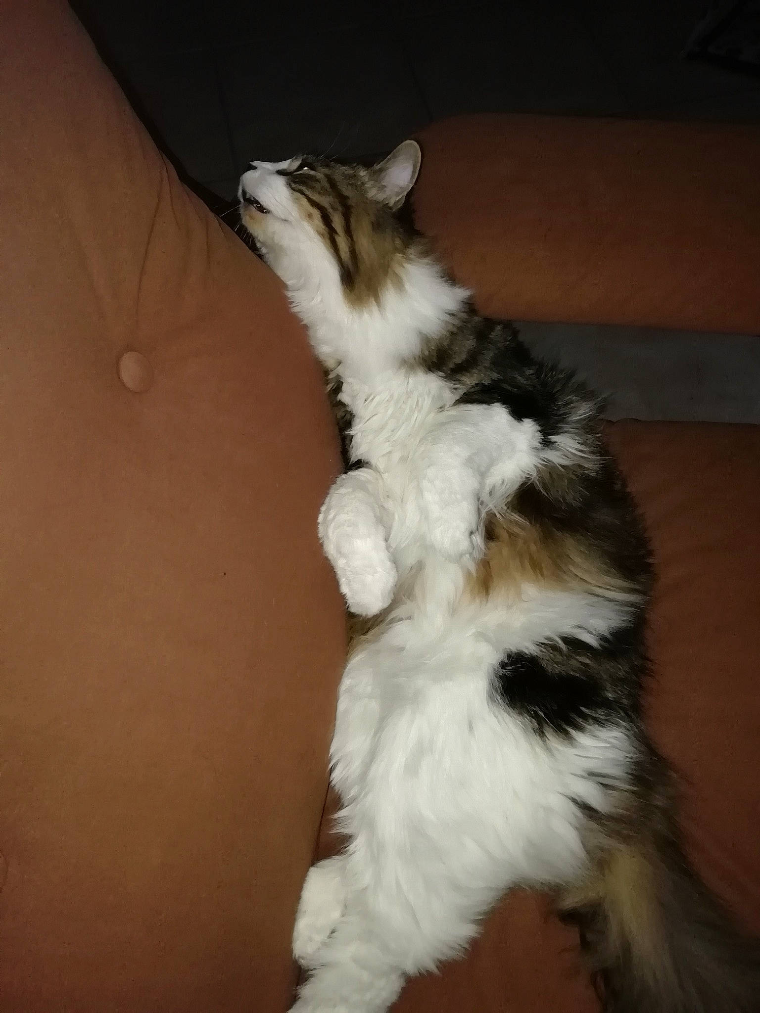 Mistic participe au concours pour gagner de l'argent avec cette photo : american_curl, carnivore, cat, domestic_long_haired_cat, ear, felidae, fur, kitten, maine_coon, norwegian_forest_cat, paw, small_to_medium_sized_cats, tail, whiskers