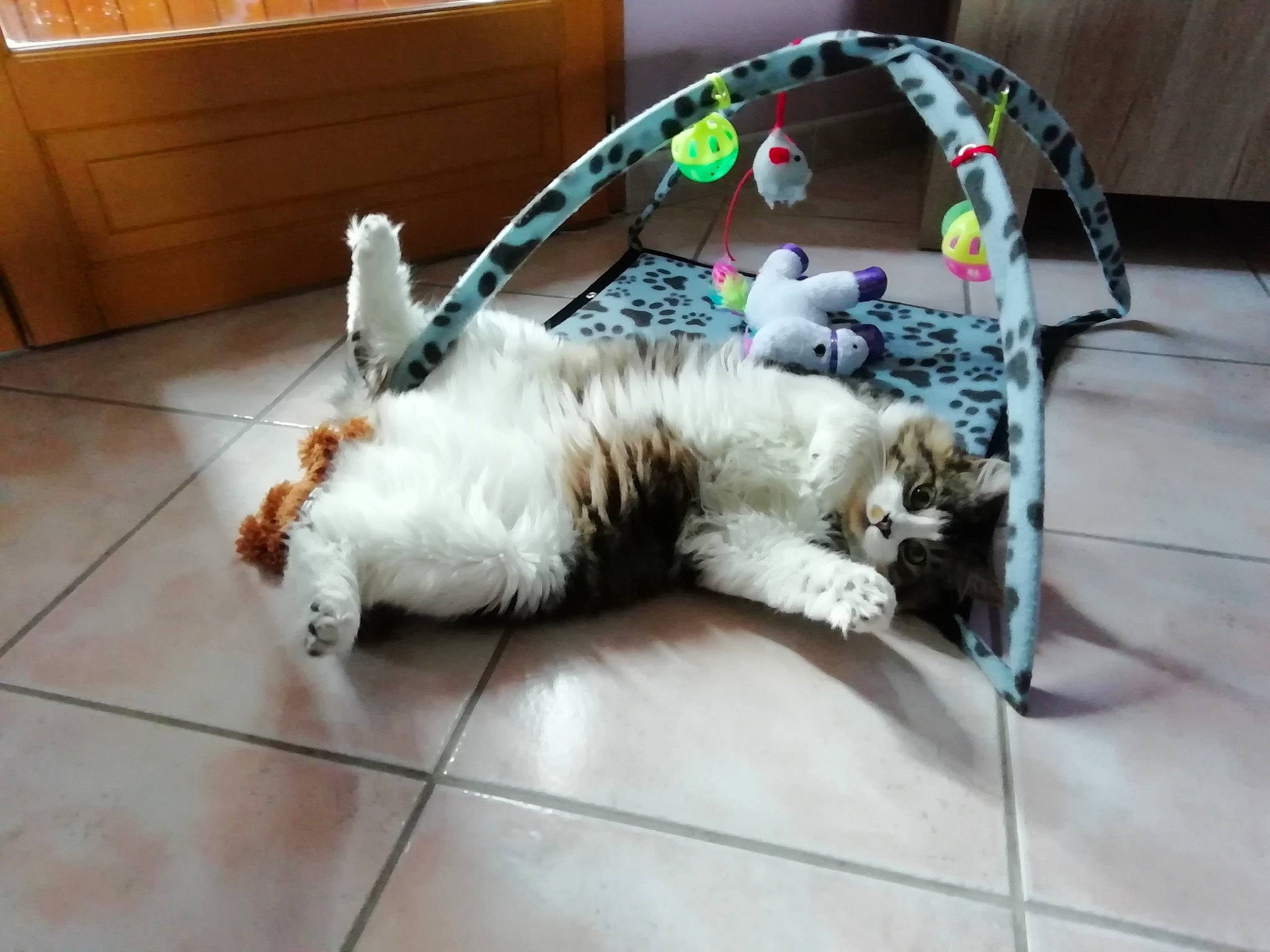 Mistic participe au concours pour gagner de l'argent avec cette photo : canidae, carnivore, cat, companion_dog, dog, dog_breed, felidae, floor, flooring, lhasa_apso, nap, petit_basset_griffon_vendeen, play, shih_tzu, sleep, small_to_medium_sized_cats, sporting_group, tail