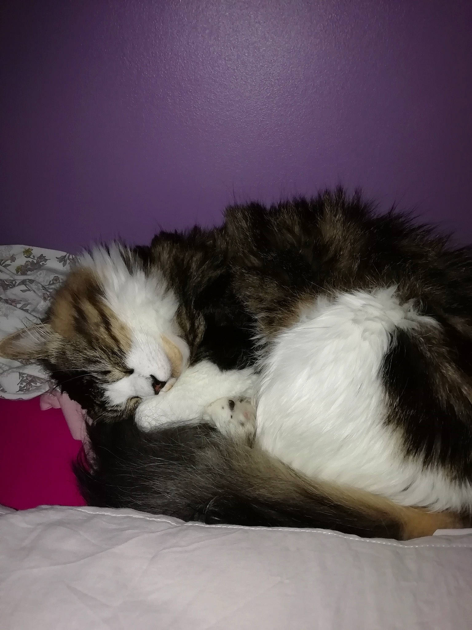 Mistic participe au concours pour gagner de l'argent avec cette photo : bed, carnivore, cat, domestic_long_haired_cat, felidae, fur, kitten, mammal, nap, norwegian_forest_cat, paw, sleep, small_to_medium_sized_cats, tail, whiskers