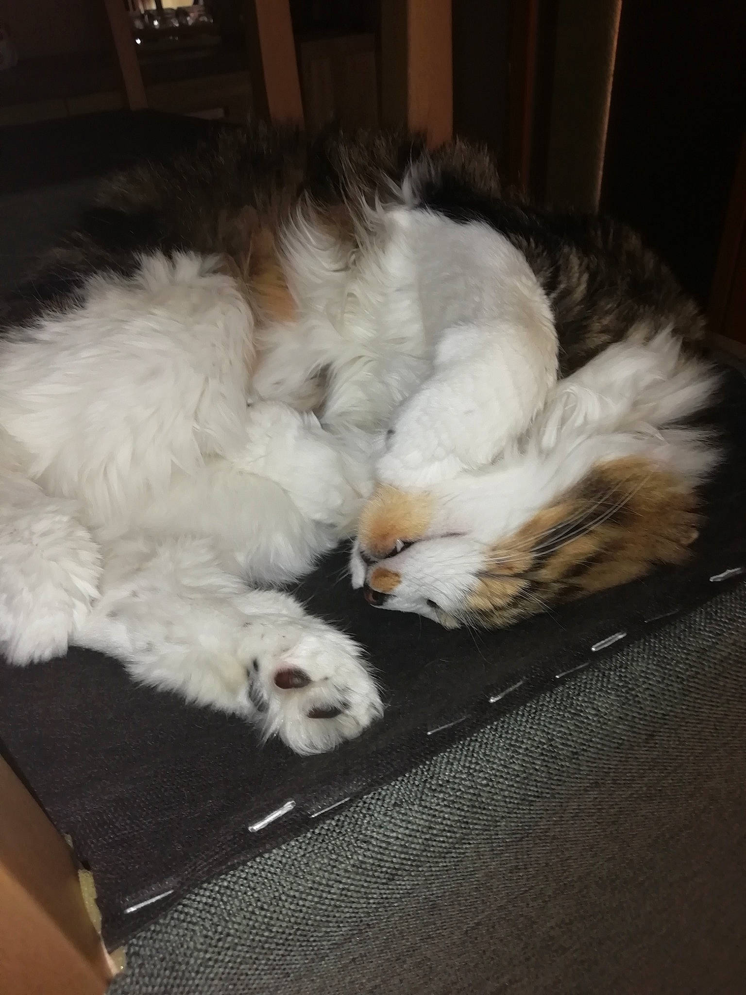 Mistic participe au concours pour gagner de l'argent avec cette photo : canidae, carnivore, cat, dog_breed, domestic_long_haired_cat, felidae, fur, kitten, norwegian_forest_cat, paw, persian, puppy, shih_tzu, small_to_medium_sized_cats, tail, whiskers