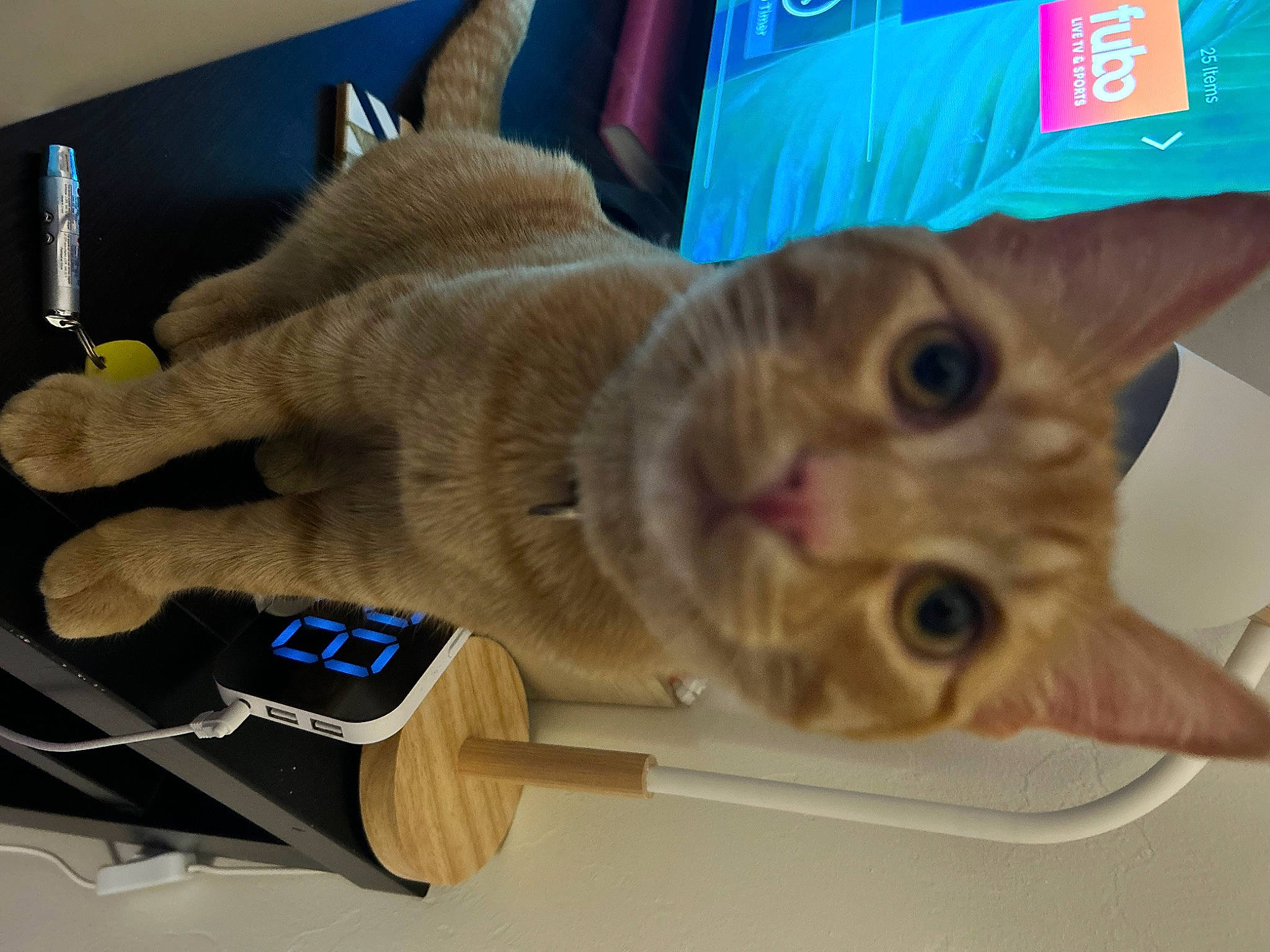 Cece is registered to the contest to win money with this photo: carnivore, cat, domestic_short_haired_cat, felidae, fur, home_appliance, household_cleaning_supply, household_supply, paper_product, paw, small_to_medium_sized_cats, tail, toilet_paper, whiskers, wood