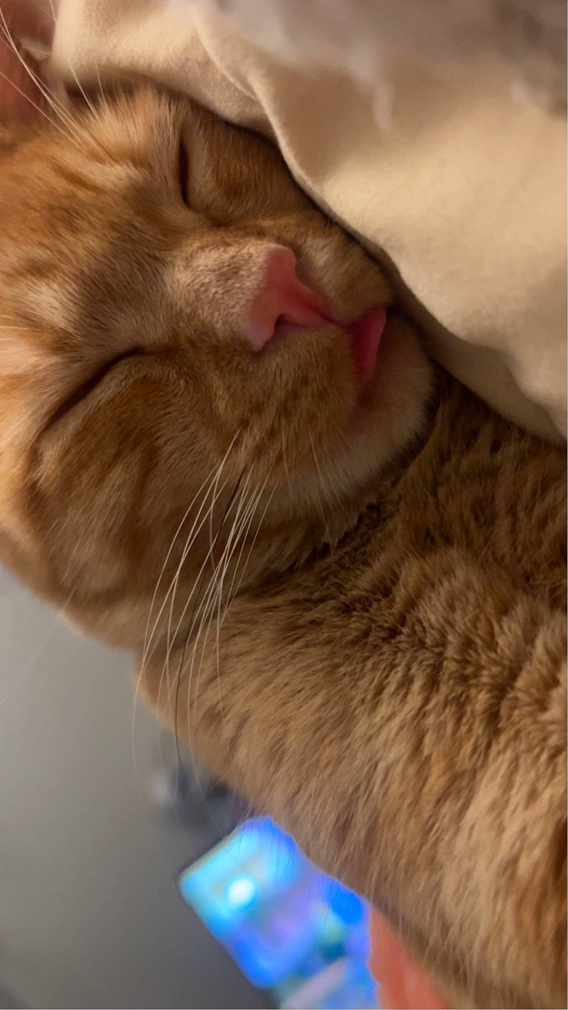 Cece joined the competition — help win amazing prizes! beard, brown, carnivore, cat, claw, comfort, domestic_short_haired_cat, ear, facial_hair, fawn, felidae, fur, gadget, gesture, nap, paw, small_to_medium_sized_cats, snout, tail, whiskers