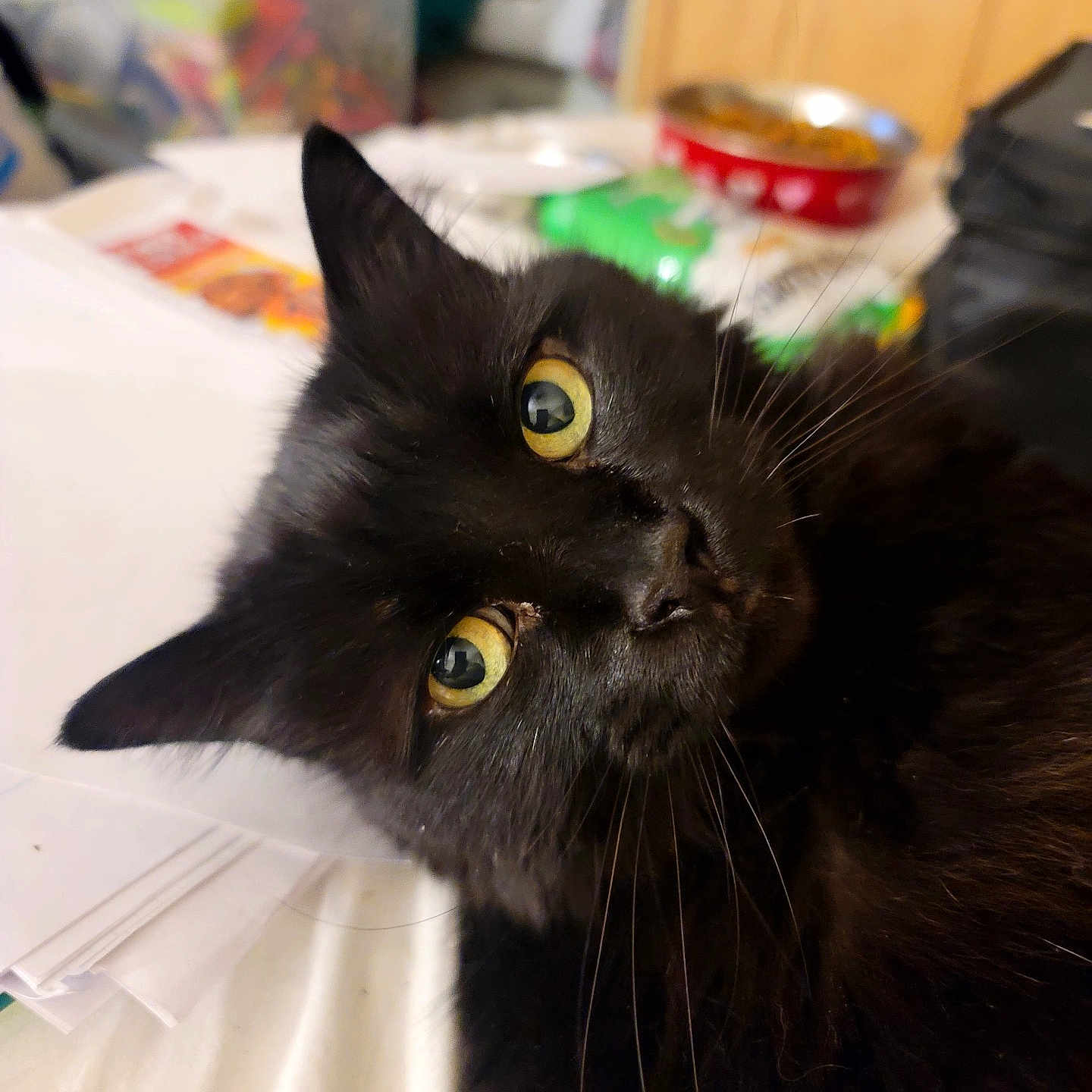 Leroy joined the competition — help win amazing prizes! animal, black_cat, bowl, cat, close_up, cluttered_background, curious, domestic_animal, feline, fur, household, indoor, paper, pet, photography, portrait, table, tilted_head, whiskers, yellow_eyes