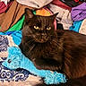 Leroy joined the competition — help win amazing prizes! animal, bedspread, black_cat, cat, clothing, colorful, cozy, domestic_cat, fabric, feline, fur, household, indoor, patterned, pet, plush_toy, relaxed, resting, soft_toy, yellow_eyes