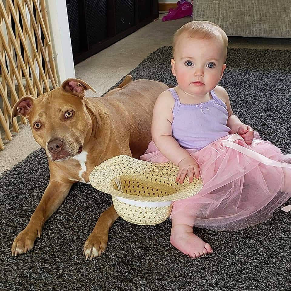 Jovi is registered to the contest to win money with this photo: american_pit_bull_terrier, american_staffordshire_terrier, baby, canidae, carnivore, cheek, child, companion_dog, dog, dog_breed, ear, fawn, head, nose, person, pink, pit_bull, puppy, skin, smile