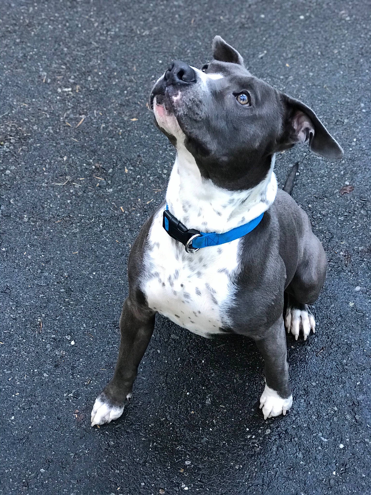 Spike joined the competition — help win amazing prizes! adventure, american_pit_bull_terrier, american_staffordshire_terrier, bull_and_terrier, canidae, carnivore, collar, companion_dog, dog, dog_breed, dog_collar, fawn, leash, mammal, non_sporting_group, pit_bull, rare_breed_dog, snout, sporting_group, staffordshire_bull_terrier