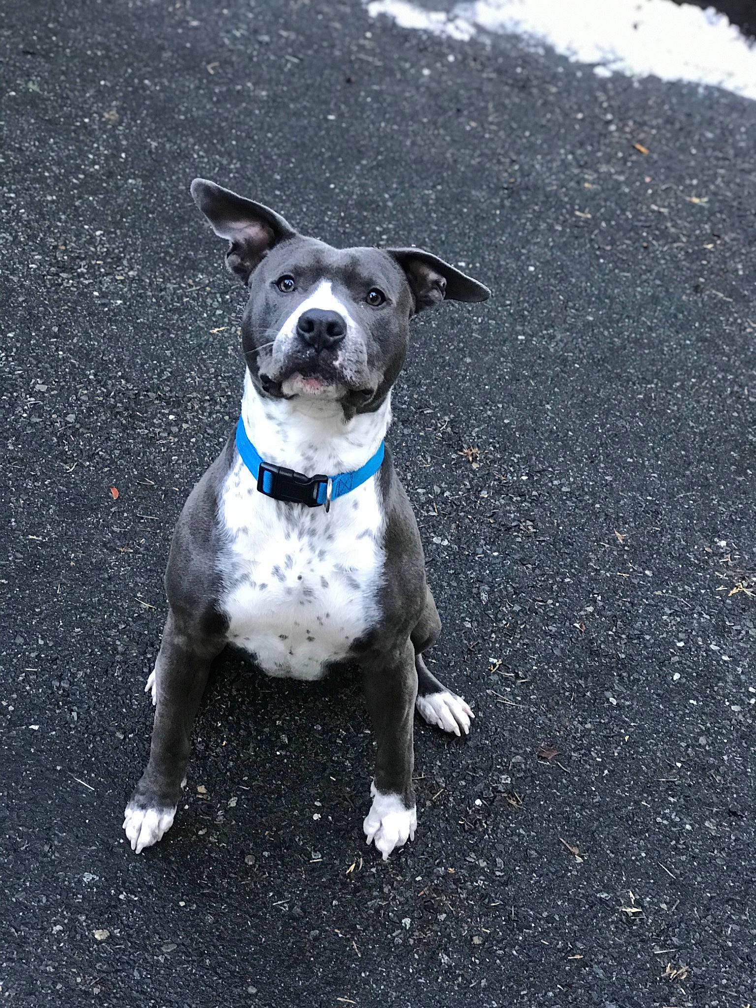 Spike is registered to the contest to win money with this photo: adventure, american_pit_bull_terrier, american_staffordshire_terrier, canidae, carnivore, companion_dog, dog, dog_breed, dog_collar, fawn, feist, mammal, non_sporting_group, pit_bull, puppy, rare_breed_dog, snout, sporting_group, staffordshire_bull_terrier, tail