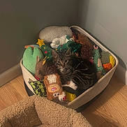 Peanut is registered to the contest to win money with this photo: cat, tabby_cat, kitten, toy, plush_toy, toy_basket, storage_bin, pet_bed, hardwood_floor, wood_floor, corner, wall, indoor, pets, feline, curious, cozy, cuddly, sleeping_area, household_item