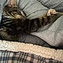 Peanut is registered to the contest to win money with this photo: cat, tabby_cat, sleeping, blanket, sweater, arm, paw, cozy, indoor, close_up, pet, nap, fur, stripes, bedding, plaid, sherpa, comfort, human_arm, resting