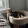 Peanut is registered to the contest to win money with this photo: cat, tabby_cat, pet, cat_bed, cat_tree, window, indoor, cozy, whiskers, paw, fur, striped, relaxed, resting, bedroom, soft_texture, carpeted, sunlight, home, curtain