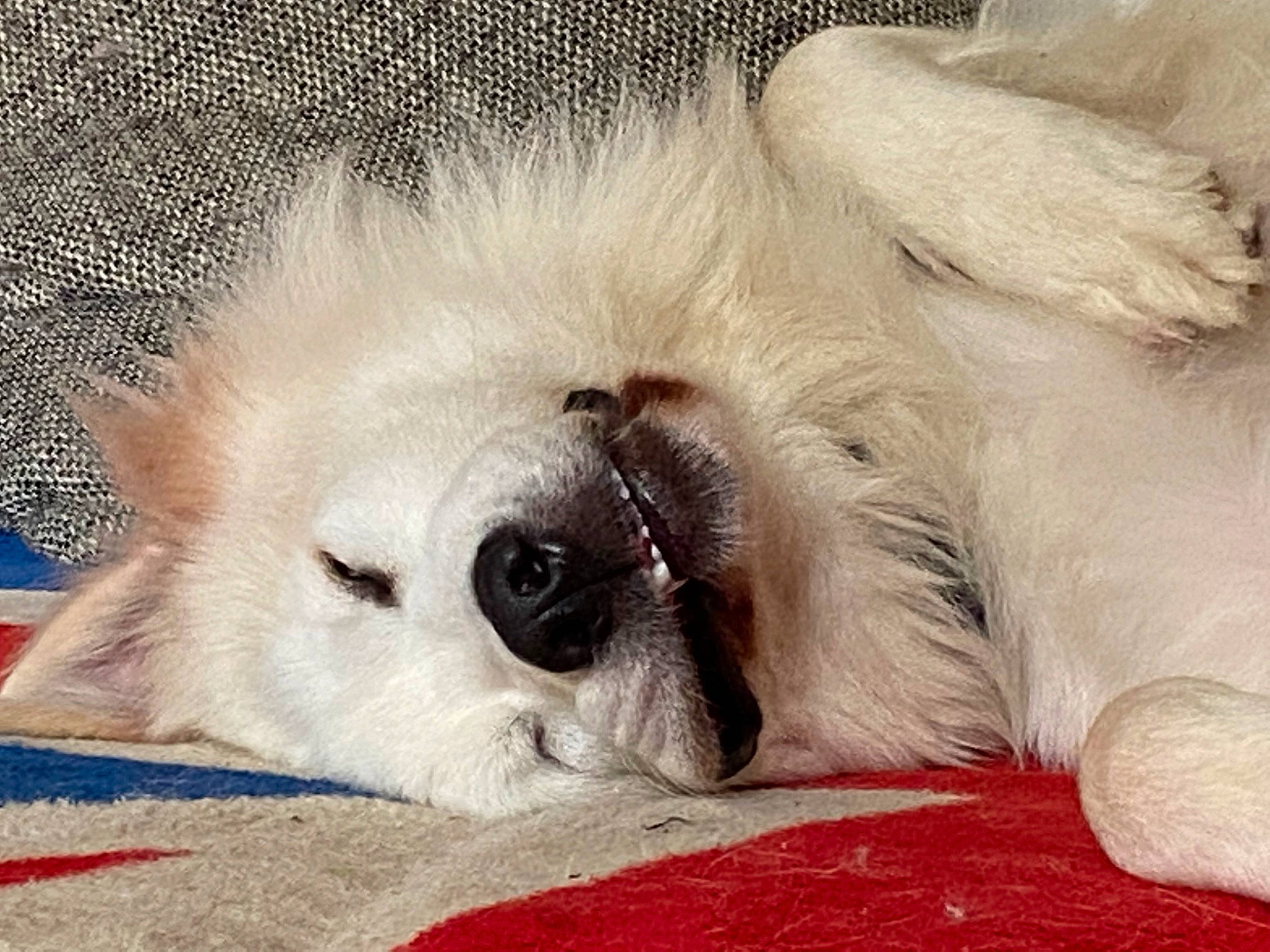 Simba a rejoint le concours — aidez-le/la à gagner de superbes lots ! canidae, carnivore, comfort, companion_dog, dog, dog_breed, fawn, felidae, fur, nap, paw, puppy, siamese, small_to_medium_sized_cats, sporting_group, tail, terrestrial_animal, toy_dog, whiskers, working_animal