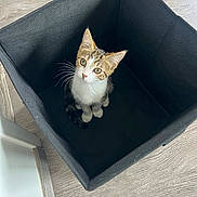 Yudy a rejoint le concours — aidez-le/la à gagner de superbes lots ! abyssinian, animal, basket, box, canine, cat, dog, dogbed, drawer, furniture, hardwood, kitten, manx, pet, wood