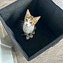 abyssinian, animal, basket, box, canine, cat, dog, dogbed, drawer, furniture, hardwood, kitten, manx, pet, wood