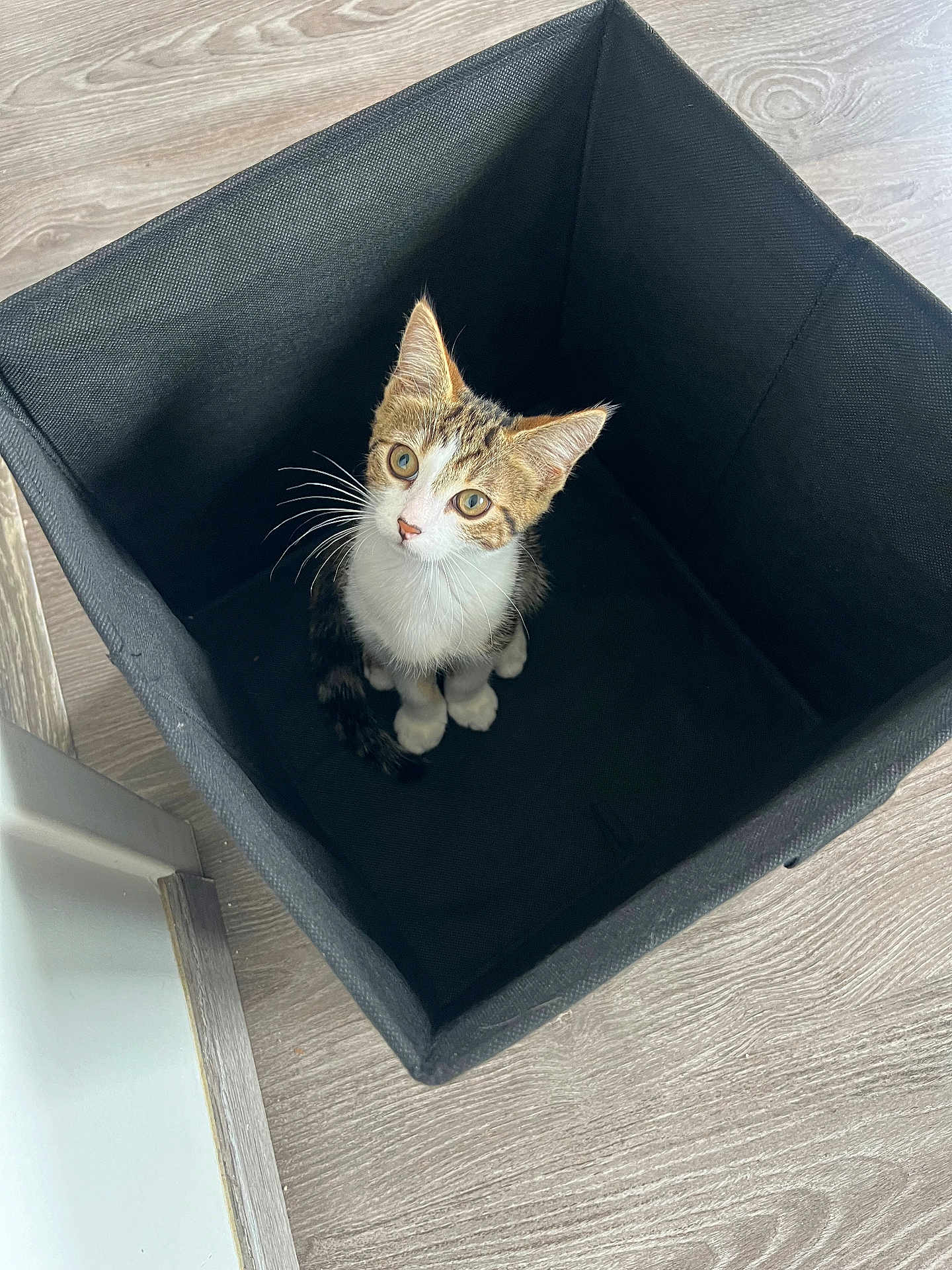Yudy a rejoint le concours — aidez-le/la à gagner de superbes lots ! abyssinian, animal, basket, box, canine, cat, dog, dogbed, drawer, furniture, hardwood, kitten, manx, pet, wood