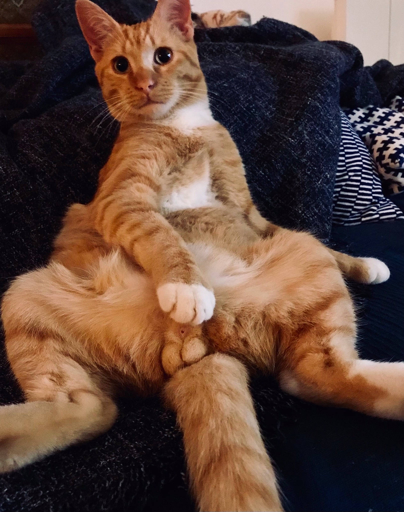 Pipo participe au concours pour gagner de l'argent avec cette photo : bombay, carnivore, cat, cat_supply, claw, comfort, couch, domestic_short_haired_cat, fawn, felidae, fur, lap, paw, sitting, small_to_medium_sized_cats, snout, tail, terrestrial_animal, whiskers