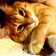 Benson joined the competition — help win amazing prizes! cat, orange_tabby, close_up, paw, whiskers, quilt, patterned_bedspread, relaxed, cute, pet, feline, indoor, soft_fur, sleepy, resting, animal, domestic_cat, cute_pet, portrait, warm_lighting