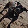 dog, black_dog, sand, beach, animal, pet, outdoor, canine, mobile_phone_screen, app_icons, footprints, curious, standing, daylight, closeup, muzzle, ears, collar, playful, nature