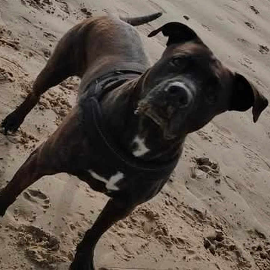 Monk a rejoint le concours — aidez-le/la à gagner de superbes lots ! dog, black_dog, sand, beach, animal, pet, outdoor, canine, mobile_phone_screen, app_icons, footprints, curious, standing, daylight, closeup, muzzle, ears, collar, playful, nature