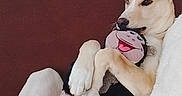 Marley a rejoint le concours — aidez-le/la à gagner de superbes lots ! animal, blanket, brown, comfort, companion, couch, cozy, cute, dog, furniture, home, indoor, pet, plush_toy, relaxed, resting, snuggling, soft, toy, white