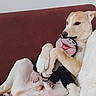 animal, blanket, brown, comfort, companion, couch, cozy, cute, dog, furniture, home, indoor, pet, plush_toy, relaxed, resting, snuggling, soft, toy, white