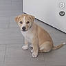animal, canine, companion, curious, cute, dog, domestic_animal, floor, flooring, home, indoor, light_brown, looking, pet, puppy, sitting, small_dog, tile_floor, white_cabinet, young_dog