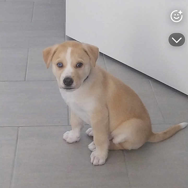 Marley participe au concours pour gagner de l'argent avec cette photo : animal, canine, companion, curious, cute, dog, domestic_animal, floor, flooring, home, indoor, light_brown, looking, pet, puppy, sitting, small_dog, tile_floor, white_cabinet, young_dog