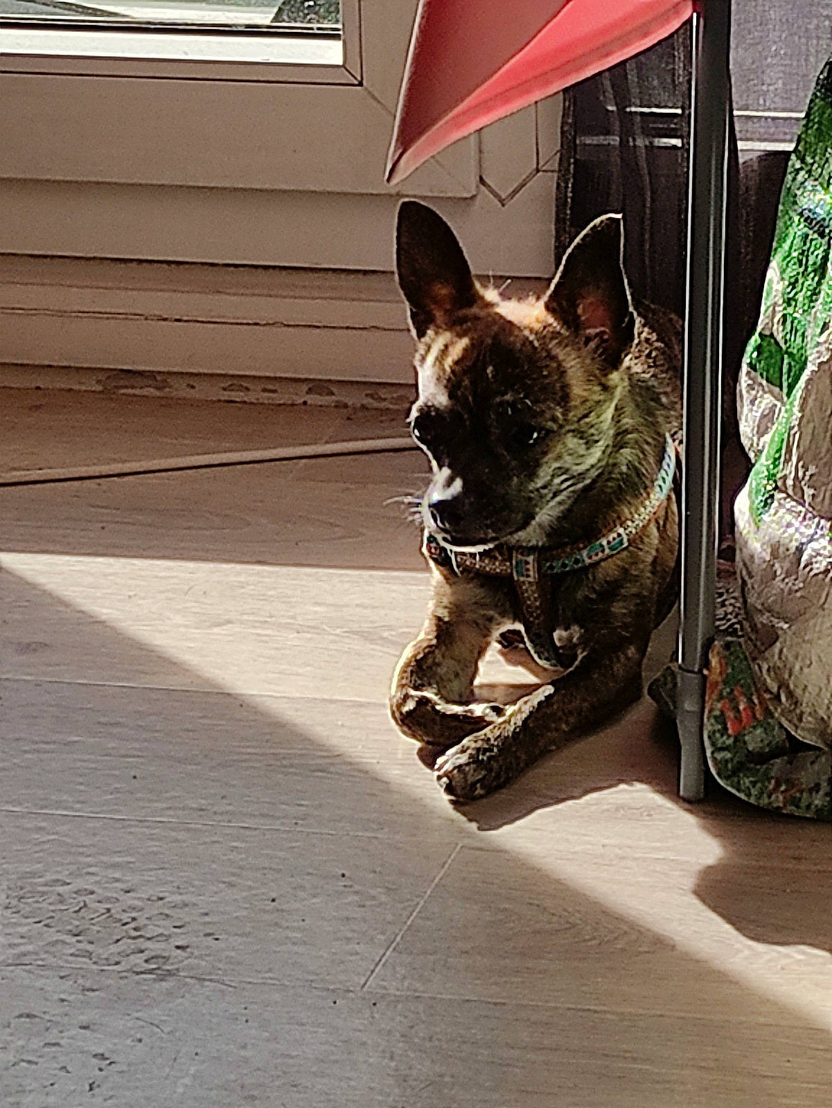 Rocky participe au concours pour gagner de l'argent avec cette photo : canidae, carnivore, collar, companion_dog, dog, dog_breed, dog_collar, door, fawn, felidae, flooring, party_hat, road_surface, small_to_medium_sized_cats, snout, sporting_group, tints_and_shades, whiskers, window, working_animal