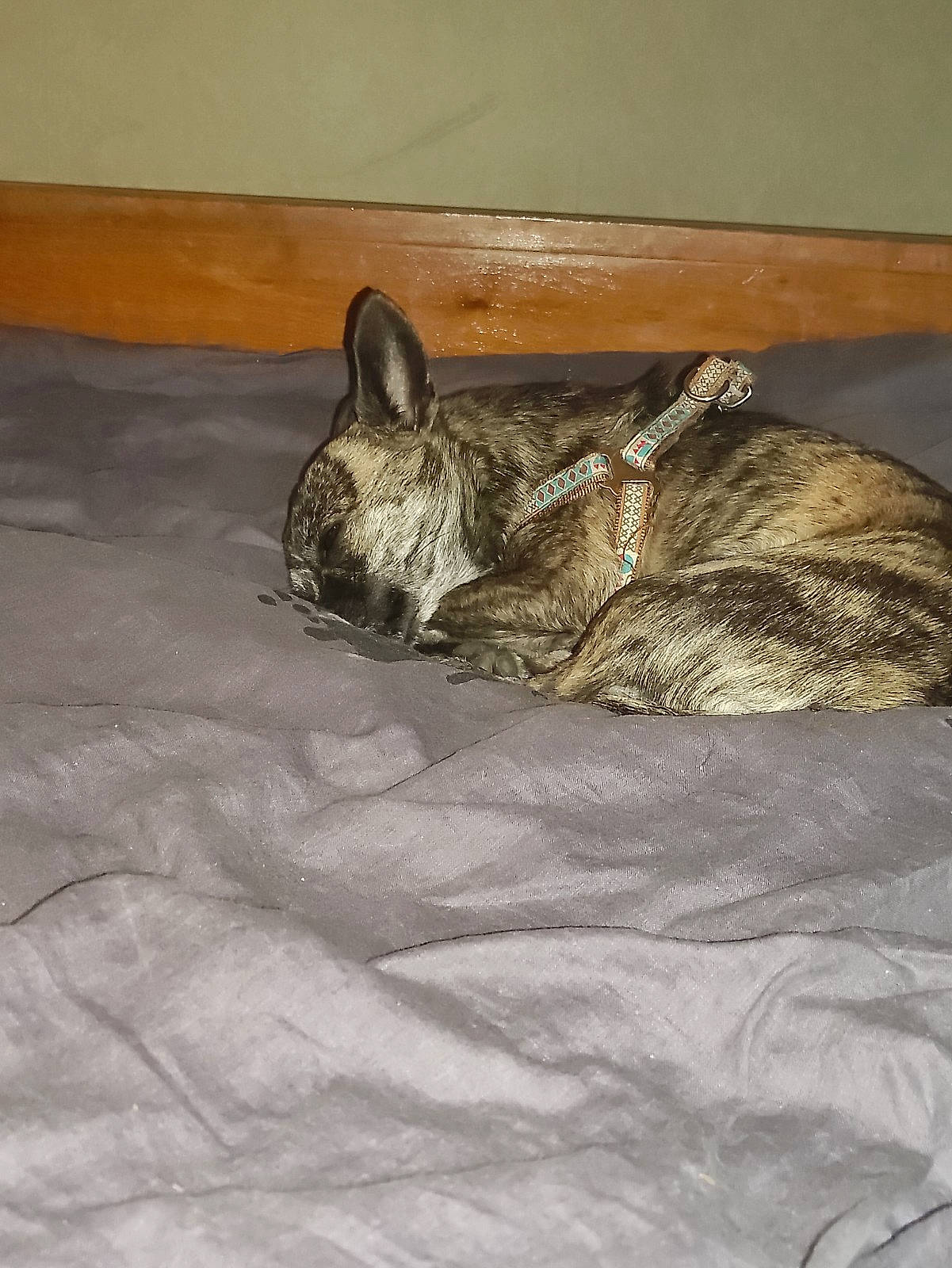 Rocky a rejoint le concours — aidez-le/la à gagner de superbes lots ! canidae, carnivore, claw, comfort, dog_breed, domestic_rabbit, domestic_short_haired_cat, fawn, felidae, flooring, fur, grey, rabbits_and_hares, small_to_medium_sized_cats, snout, sporting_group, tail, terrestrial_animal, whiskers, wood