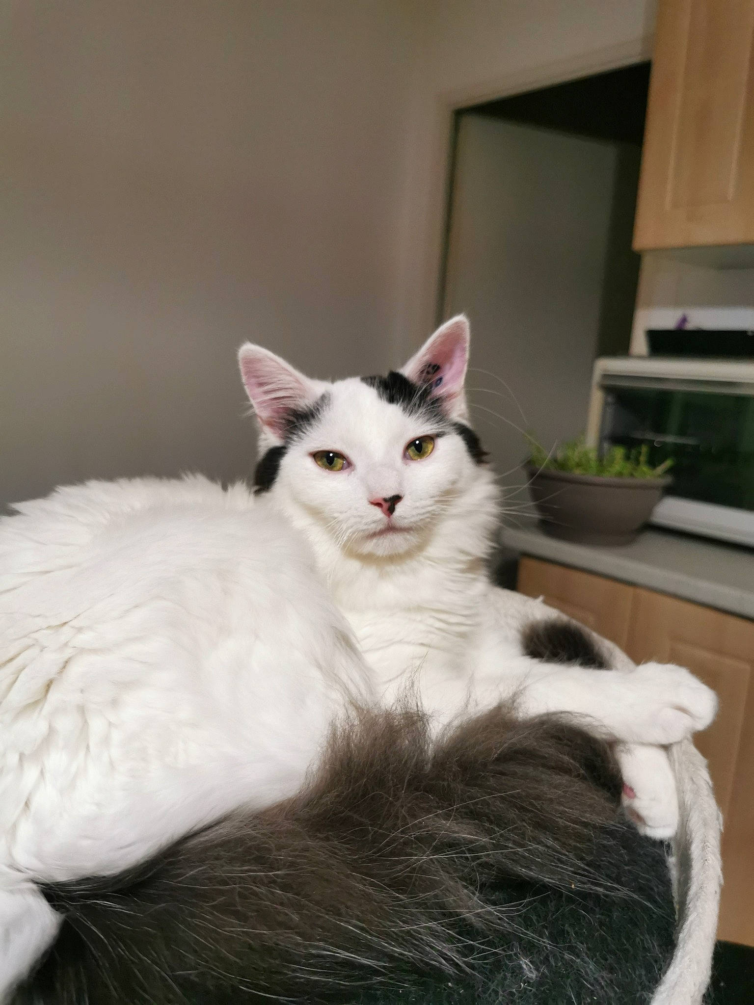 Rox a rejoint le concours — aidez-le/la à gagner de superbes lots ! box, cabinetry, carnivore, cat, claw, comfort, countertop, cupboard, domestic_short_haired_cat, felidae, fur, hardwood, iris, kitchen_appliance, paw, sitting, small_to_medium_sized_cats, snout, tail, whiskers