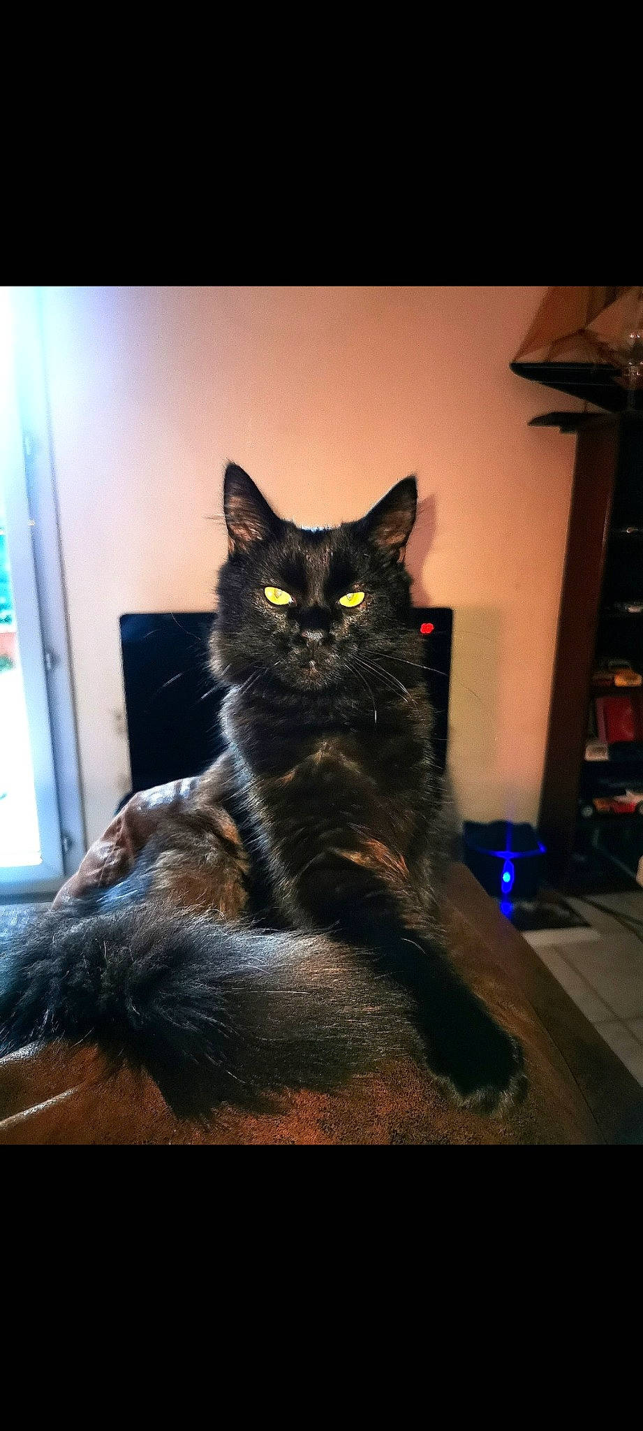 Bagheera participe au concours pour gagner de l'argent avec cette photo : black_cat, carnivore, cat, claw, darkness, domestic_short_haired_cat, electric_blue, felidae, flooring, fur, grey, paw, rectangle, room, sitting, small_to_medium_sized_cats, snout, tail, whiskers, window