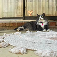Frumpy is registered to the contest to win money with this photo: alert, animal, black_and_white, brick, cat, collar, curtain, cute, fluffy, green_eyes, heart_tag, indoors, longhaired, lying_down, pet, portrait, relaxed, rug, textile, window
