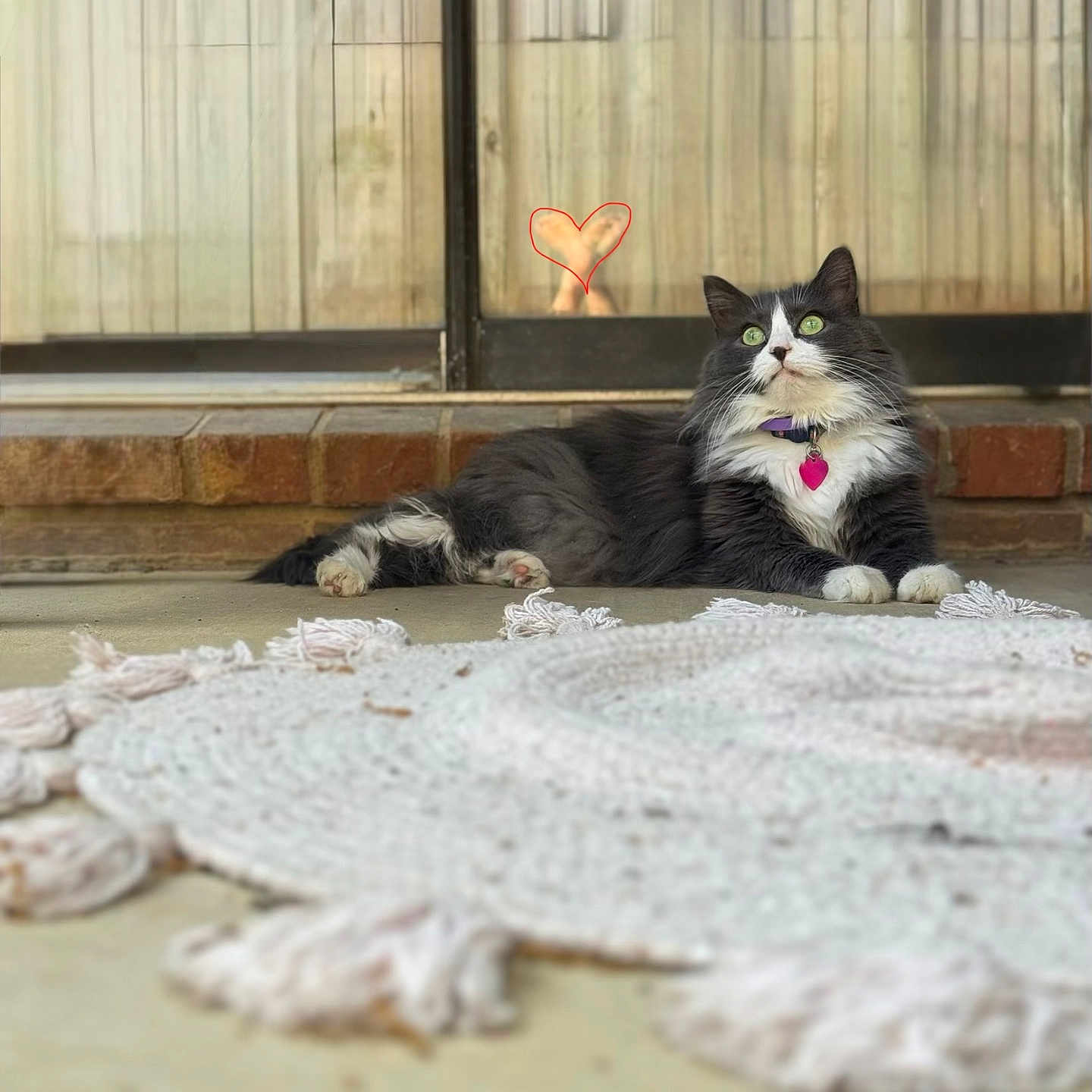 Frumpy is registered to the contest to win money with this photo: alert, animal, black_and_white, brick, cat, collar, curtain, cute, fluffy, green_eyes, heart_tag, indoors, longhaired, lying_down, pet, portrait, relaxed, rug, textile, window