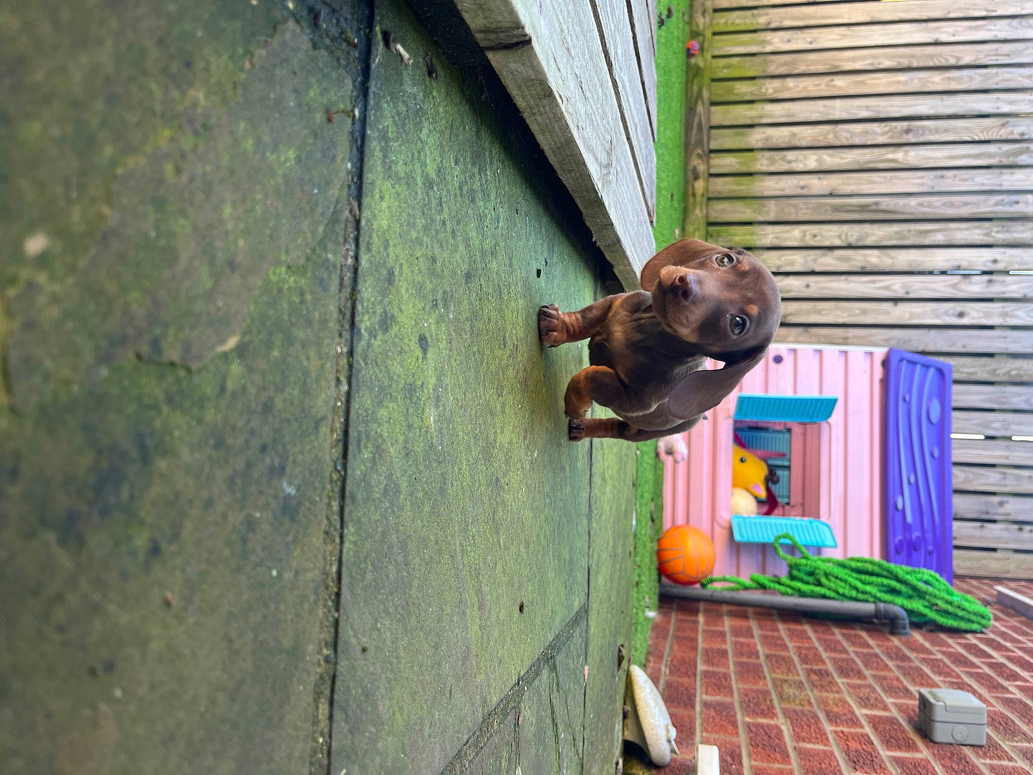 Ernie joined the competition — help win amazing prizes! concrete, dog_breed, door, facade, flooring, grass, house, leisure, plant, road_surface, roof, street, tail, wood, working_animal