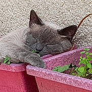 Mina participe au concours pour gagner de l'argent avec cette photo : cat, closeup, cozy, feline, flower_pot, greenery, grey_cat, head, nature, outdoor, paw, peaceful, pet, pink_pot, plant, relaxed, resting, sleeping, sunlight, wall
