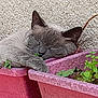 cat, closeup, cozy, feline, flower_pot, greenery, grey_cat, head, nature, outdoor, paw, peaceful, pet, pink_pot, plant, relaxed, resting, sleeping, sunlight, wall