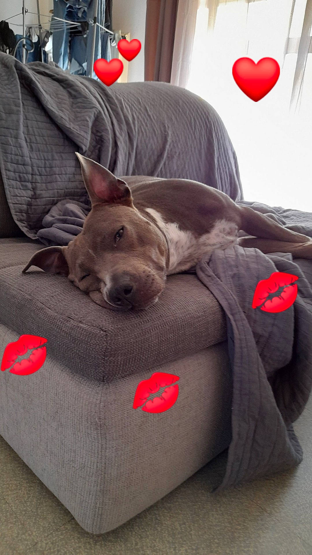 Idra a rejoint le concours — aidez-le/la à gagner de superbes lots ! bag, bean_bag, canidae, carnivore, collar, comfort, companion_dog, dog, dog_bed, dog_breed, dog_supply, fawn, grey, guard_dog, linens, nap, red, snout, sporting_group, working_animal