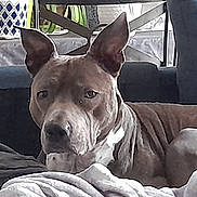 Idra a rejoint le concours — aidez-le/la à gagner de superbes lots ! animal, blanket, brown_dog, canine, closeup, comfort, couch, decor, dog, ears, fur, furniture, home, indoor, living_room, pet, plant, relaxed, resting, vase