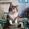 Killer participe au concours pour gagner de l'argent avec cette photo : armrest, background, cat, chair, closeup, curious, decor, feline, graffiti, green_eyes, indoor, paws, pet, rainbow, seated, striped, tabby, texture, vintage, wall