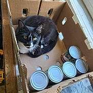 Opal is registered to the contest to win money with this photo: animal, black_and_white_cat, cans, cardboard_box, cat, container, cozy, curious, domestic, ears, feline, indoor, looking_up, pet, resting, sunlight, table, whiskers, window, yellow_eyes