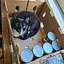 animal, black_and_white_cat, cans, cardboard_box, cat, container, cozy, curious, domestic, ears, feline, indoor, looking_up, pet, resting, sunlight, table, whiskers, window, yellow_eyes