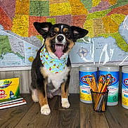 Jax is registered to the contest to win money with this photo: animal, bandana, black_and_tan, classroom, crayons, disinfecting_wipes, dog, fluffy, happy, indoor, map, notebooks, pencils, pet, portrait, puppy, sitting, smiling, tongue_out, united_states