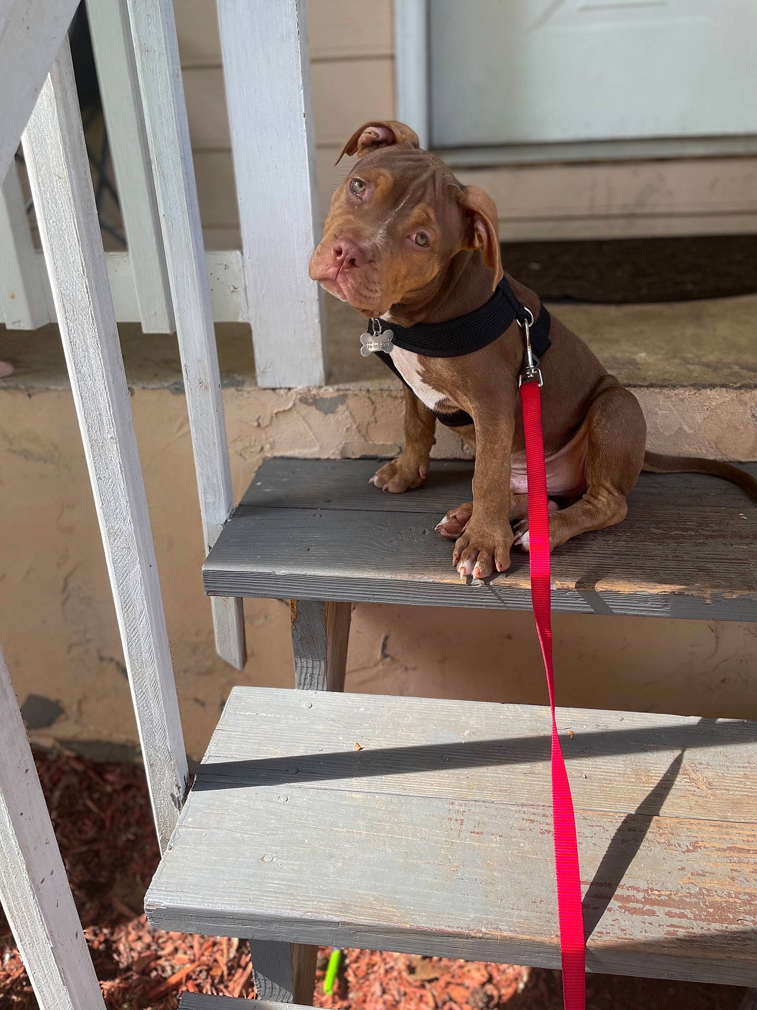 Boosie joined the competition — help win amazing prizes! canidae, carnivore, collar, companion_dog, dog, dog_breed, dog_collar, dog_supply, door, fashion_accessory, fawn, hardwood, leash, liver, pet_supply, snout, sporting_group, window, wood, working_animal