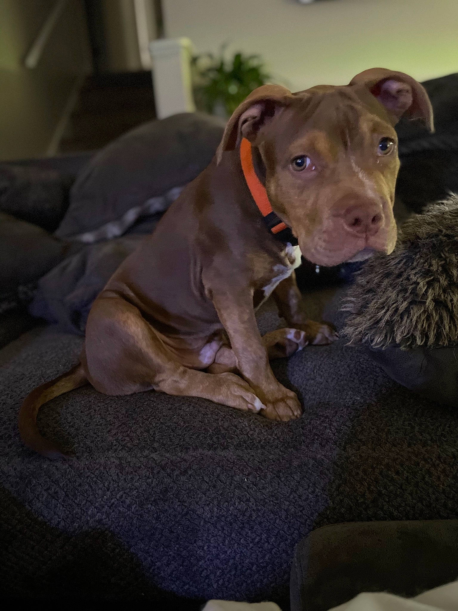 Boosie joined the competition — help win amazing prizes! canidae, carnivore, collar, comfort, companion_dog, dog, dog_breed, dog_collar, dog_supply, fawn, fur, grey, guard_dog, liver, pet_supply, snout, sporting_group, terrestrial_animal, whiskers, working_animal