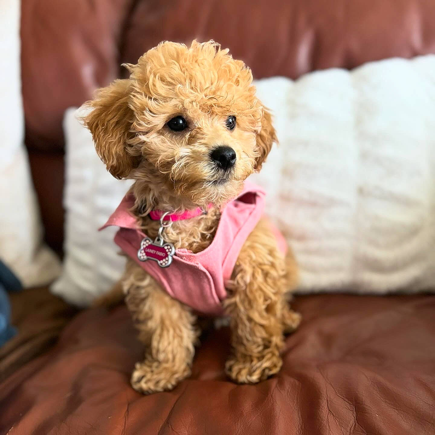 Lainey joined the competition — help win amazing prizes! canidae, carnivore, companion_dog, dog, dog_breed, dog_clothes, dog_collar, dog_supply, fur, labradoodle, maltepoo, poodle, puppy_love, small_terrier, snout, sporting_group, terrier, toy_dog, water_dog, yorkipoo