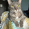 Jasper is registered to the contest to win money with this photo: cat, tabby, yellow_eyes, pet, indoor, blanket, patterned_blanket, feline, whiskers, curious, relaxed, closeup, fur, bedroom, door, domestic_animal, animal, paw, resting, cute