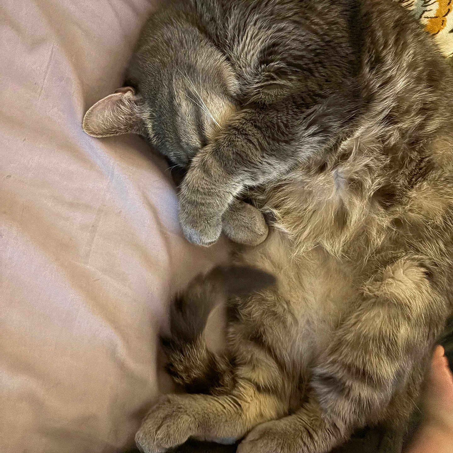 Jasper