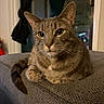 Jasper joined the competition — help win amazing prizes! cat, tabby, indoor, furniture, couch, animal, pet, whiskers, fur, relaxed, closeup, portrait, gray, eyes, ears, tail, resting, cozy, window, curtain