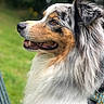 animal, australian_shepherd, canine, closeup, collar, daylight, dog, ears, fluffy, focus, fur, grass, greenery, happy, muzzle, nature, outdoor, pet, portrait, side_profile